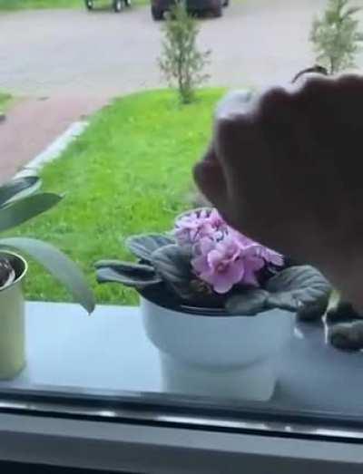 You're getting the paw! You asked for it, and now you're gonna get it!