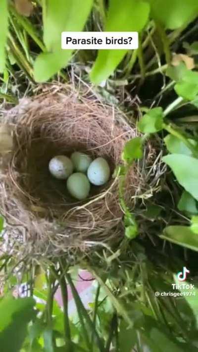 Look out for the “dead beat parent” cowbird egg