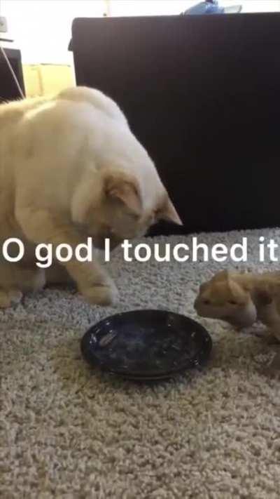 Cat and lizard eat together