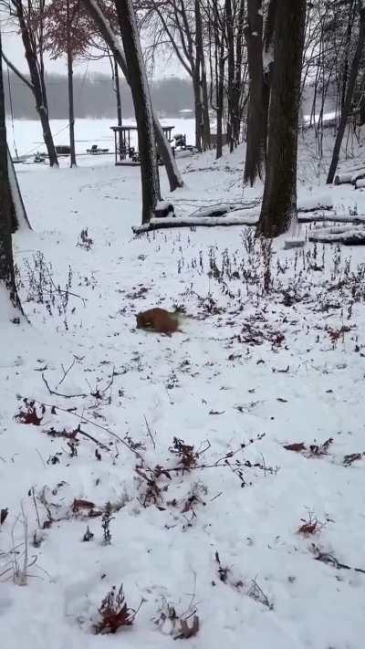 Pure doggo happiness, living in the moment. Wheee!