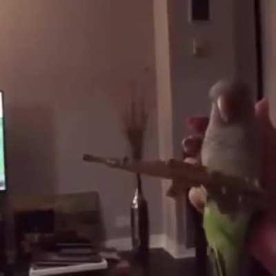 When your bored so you teach your pet bird gun drills