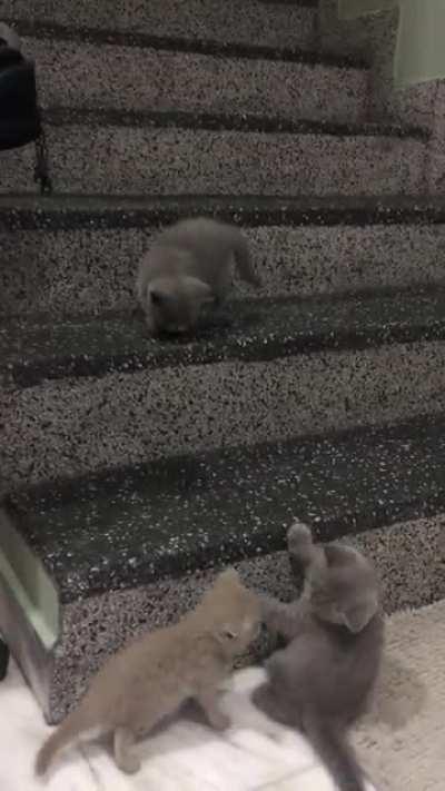 The way they tumble down the stairs 🤣