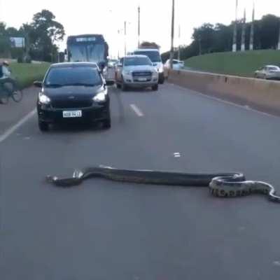 Drivers Halt to Let an Anaconda Cross the Road in Brazil