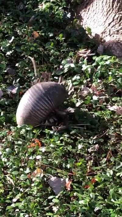 Cute little armadillo collecting stuff to make a nest!