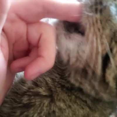 Toothless wunk is trying his best