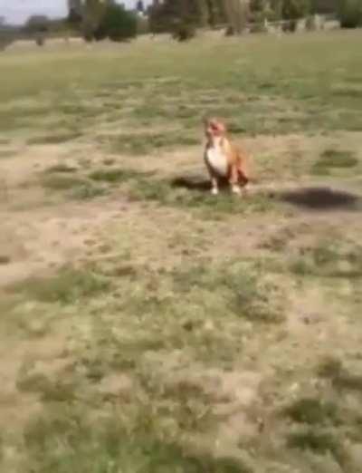 The name is Dog Cena