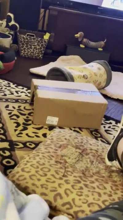 Why, oh why, do I even buy my girl toys? Plus, it still melts my heart when she comes over to make sure I’m still near. 🥰