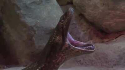 An elegant yawn of Anaconda .