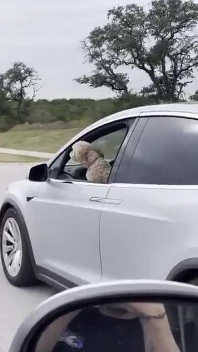 This dude cruising down the road by himself in a Tesla.