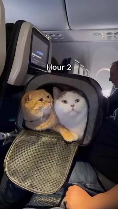 They behave better than most humans