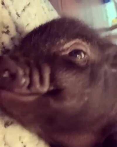 Jiminy got lucky when he found his way to Happily Ever After Farm Sanctuary