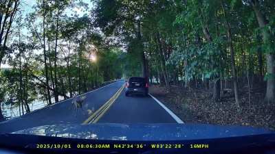 [OC] Stupid deer rammed my car