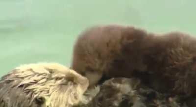 Sea Otter mom & baby