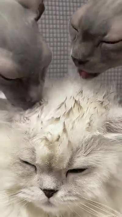 We got you, hairy boy.