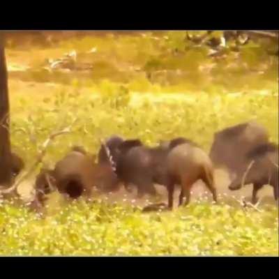 Wild Boar drift underestimates the speed of a Leopard.