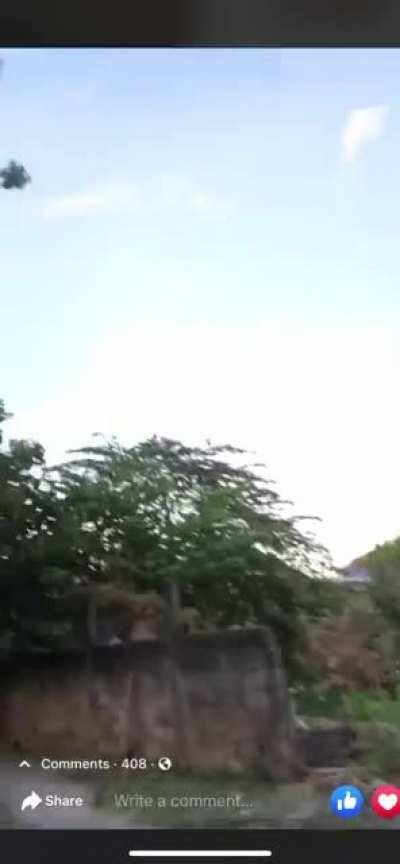 What could go wrong not thinking through Lola's surprise? :D