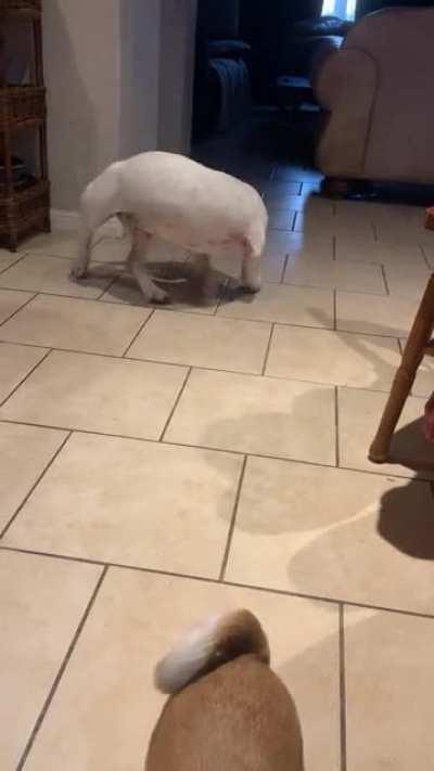 My mom’s Basset Pitt mix is a certified derpsicle and her sister is worried