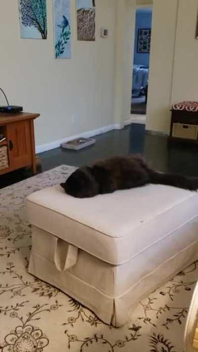 She's the cuddle roll queen