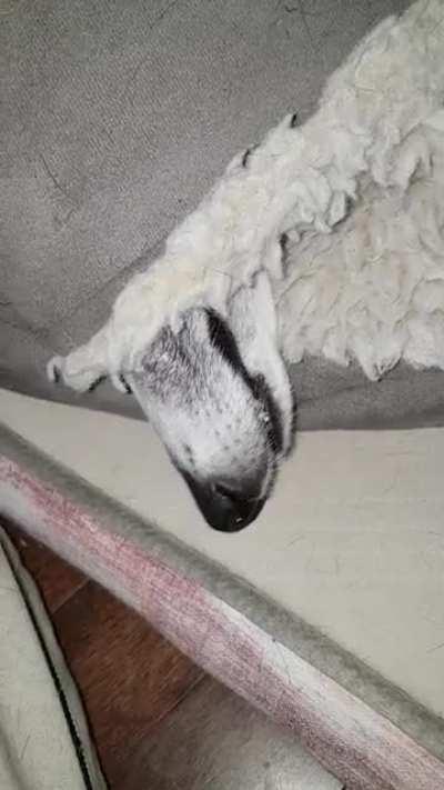 Meef Meef (sound on)