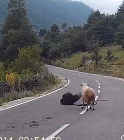 To walk in front of a herd of sheep