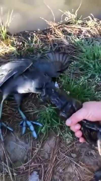 To swallow a birds head.