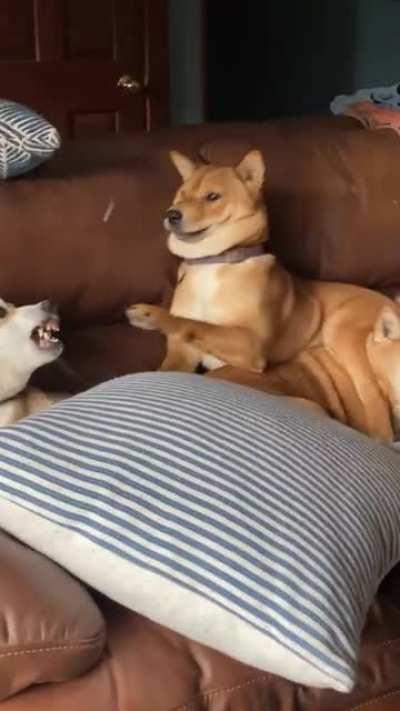 They just love having a little brother