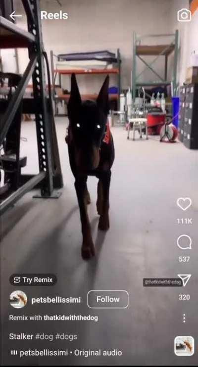 this dog stalking his owner is nightmare fuel