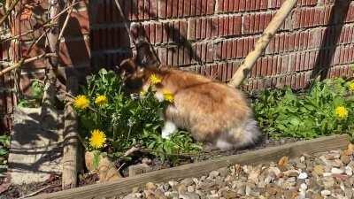 Perfect day to enjoy some dandelions in the sunshine! ☀️