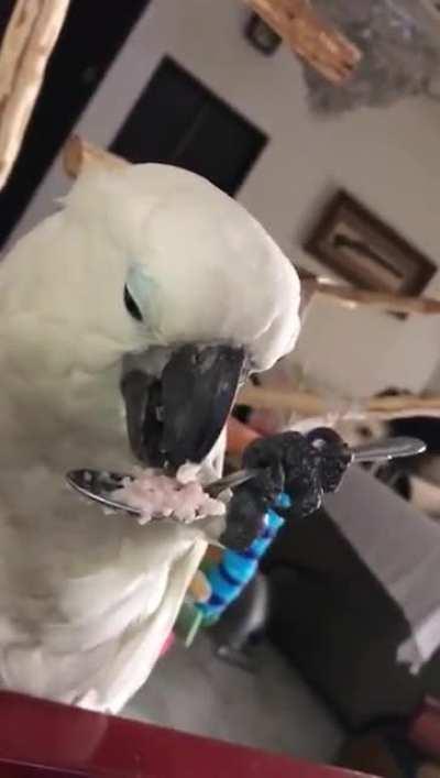 Coco learns to eat with a spoon :)