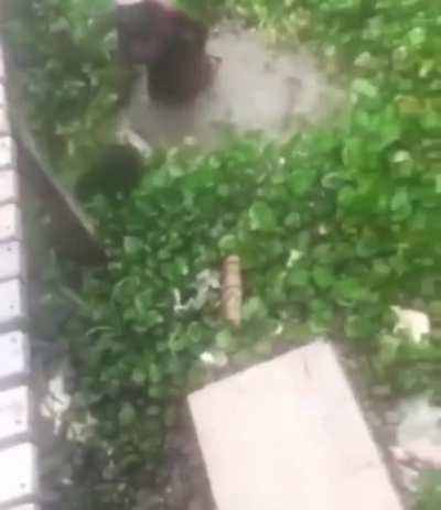 Just 2 ladies trying to kill each other