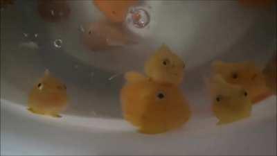 Lumpsuckers are so named because they have modified pelvic fins that have evolved into adhesive discs, 