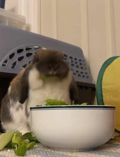 Took a timelapse of Wilbur eating his lettuce and it's so funny to me
