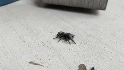 Poor bold jumper is either hurt or got into some insecticide eating this dead moth. I fed her/him a live moth afterwards.