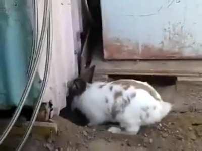 This rabbit saving a cat who couldn’t find its way out