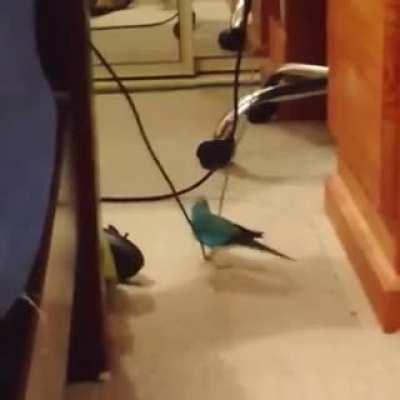 Bird does a faceplant