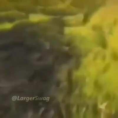 MONKE SWIMMIN'!?!?!?! 😱😱😱😂