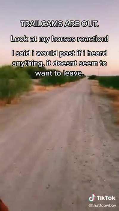 Even the horse said nah. f that. Possible skin walker caught on video??? (taken from tik tok)