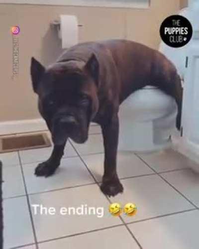 when you put all your stats in potty training