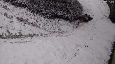 Baby panda slides and rolls by itself to enjoy the snow