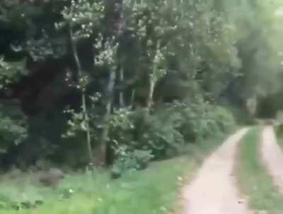 Army of trash pandas