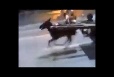 When you see it, you will shit.