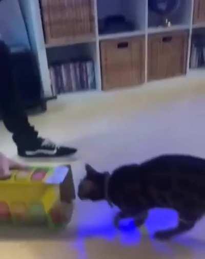 Get in your box 🐈‍⬛