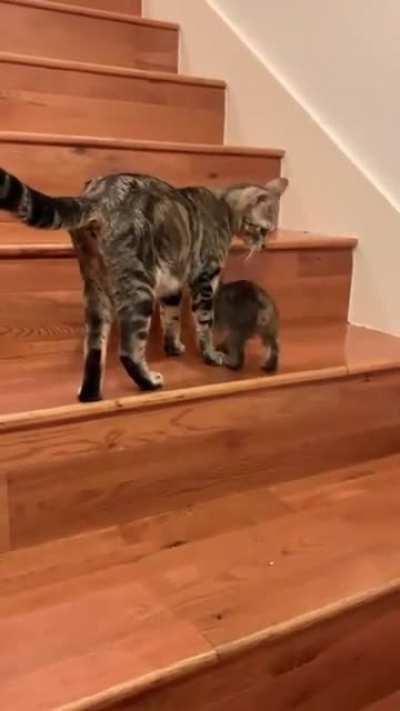 Mama cat teaching her kitten how to climb stairs.