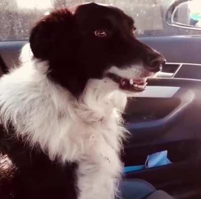 Me when I love tractors but hate washing machines 🐕