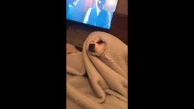 O mais engraçado nem é o cachorro, e sim a risada da mulher