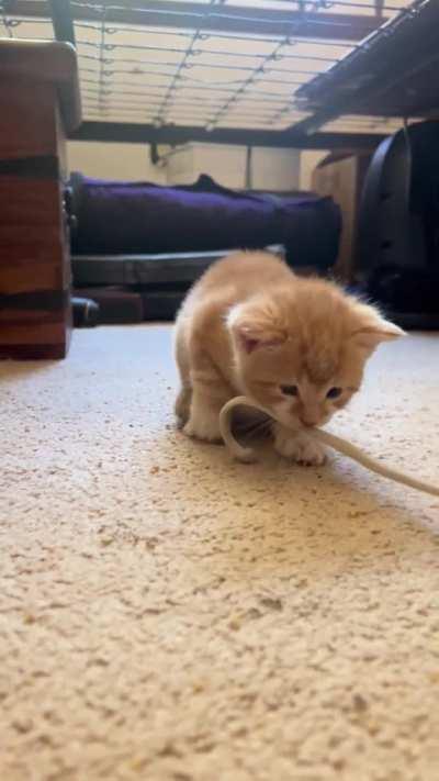 He smol but he learn