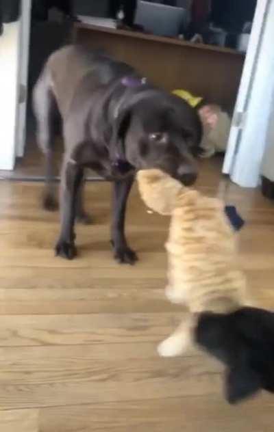 When you see the dogs fighting over a stuffed animal that looks just like you