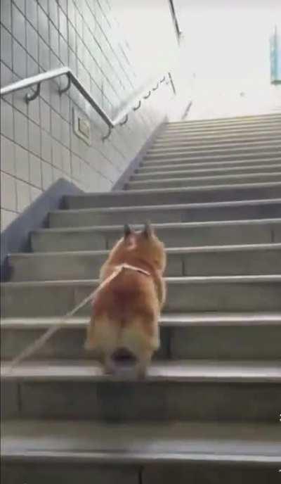 Hop hop hop hop hop hop hop hop hop hop hop