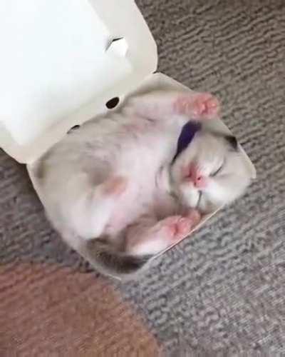 Have some kitten nuggets to cheer you up