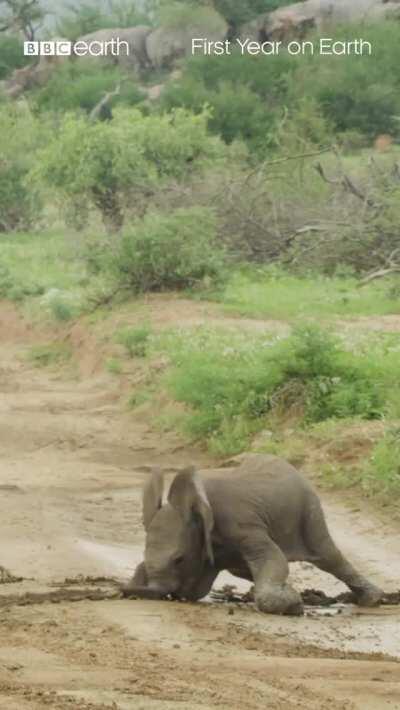 Baby elephants are so clumsy